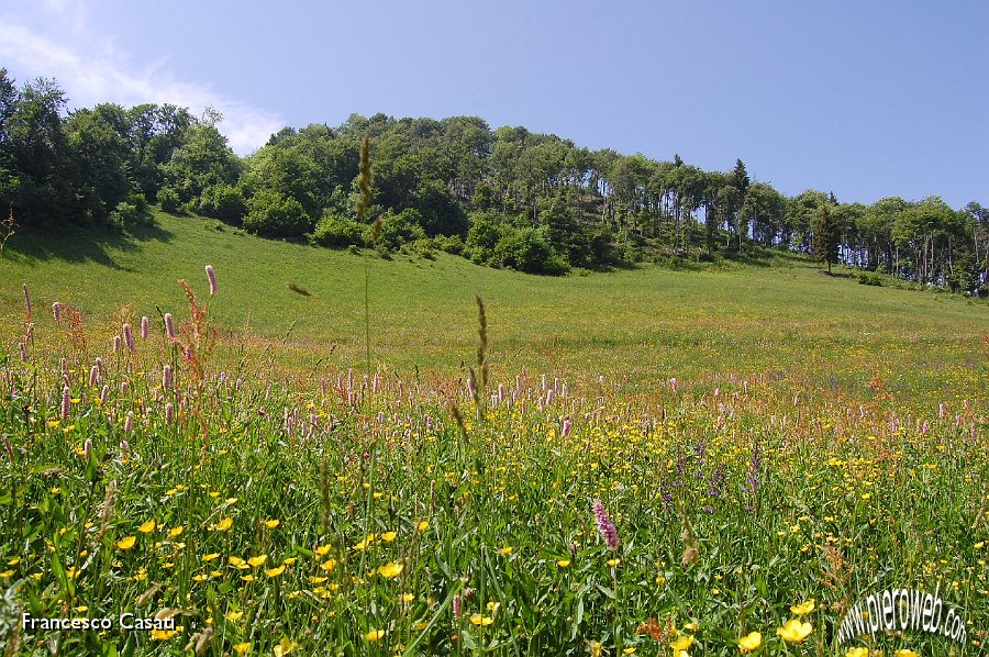 20 Prati fioriti sotto la cima di Tisa.jpg